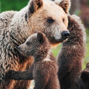 Yellowstone e la natura dei parchi americani