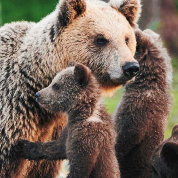 Yellowstone e la natura dei parchi americani