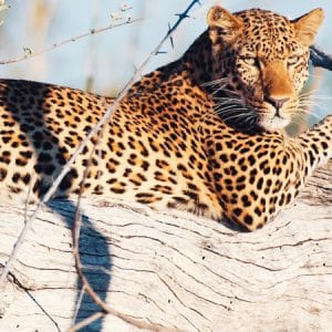 Zambia: safari lungo lo Zambesi