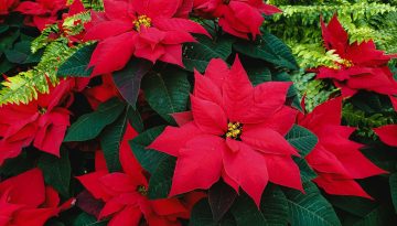 Piante natalizie: le migliori idee per decorare casa a Natale