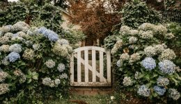 Ortensie: significato in base al colore e quando regalarle