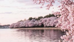 Fiore di ciliegio: colori e significato
