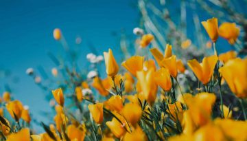 primavera-sergey-shmidt-koy6FlCCy5s-unsplash