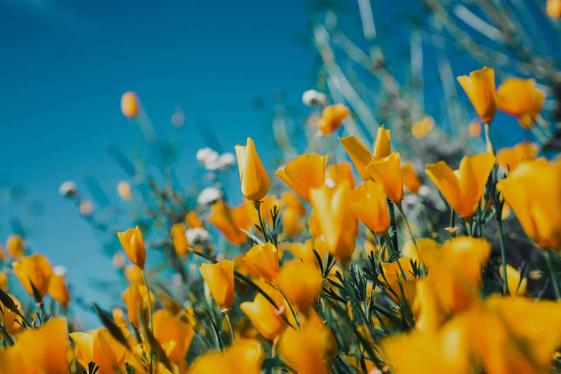 primavera-sergey-shmidt-koy6FlCCy5s-unsplash