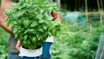 rasa-kasparaviciene-PUiy7hone_I-unsplash