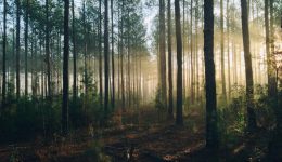steven-kamenar-MMJx78V7xS8-unsplash