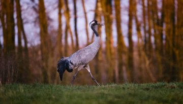 Dove fare Birdwatching in Italia: i migliori posti dove osservare gli uccelli