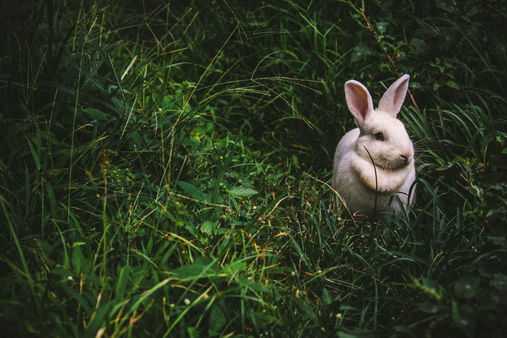 Frasi di buona Pasqua 2024: auguri originali e divertenti