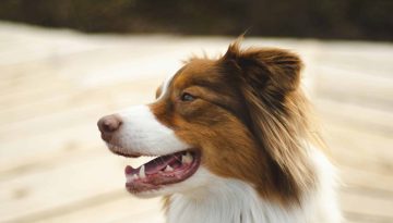 Pastore australiano: carattere, quanto vive e peso e quanto costa